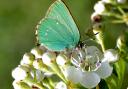 Green Hairstreak Butterfly from Cerne Abbas