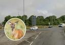 Injured deer spotted near roundabout