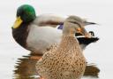 Stock image of ducks