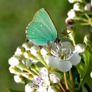 Green Hairstreak Butterfly from Cerne Abbas