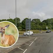 Injured deer spotted near roundabout