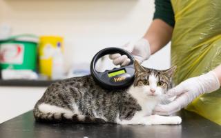 A cat's microchip being scanned by a vet
