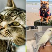 Dorset Echo readers' pets photos