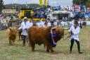 Cattle in the main ring during the Grand Parade of Livestock at the Dorset County Show at Dorchester - 4th September 2022.  Picture Credit: Graham Hunt Photography