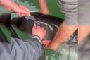 Screenshot from the video of the tangled porpoise