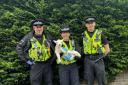 The stolen lamb was located by the Dorset Police Rural Crime Team