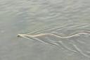 A grass snake swimming at Cotswold Water Park