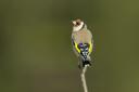 Goldfinch Carduelis carduelis, looking around from a bare twig, Co. Durham, November Picture: RAY KENNEDY