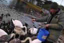 Terry Coombs feeds wheat to the swans and ducks in Weymouth