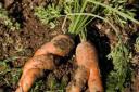 Odd-shaped carrots