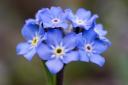 Forget Me Not!