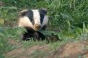 Badgers have been vaccinated in Dorset