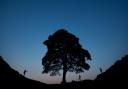Sycamore Gap was one of the most recognisable trees in the UK (Tom White/PA)