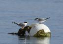 Chesil Beach tern bird - Picture: RSPB Images