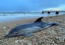 'Heart-breaking:' A young dolphin washed ashore in Weymouth looks to have died very recently Picture: Dorset Wildlife Trust