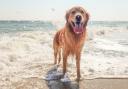 Council accused of 'prioritising dogs over people' on beach