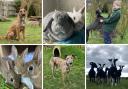 Margaret Green wants to find new homes for these animals