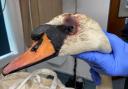 A swan in Poole Park was shot with an air rifle.