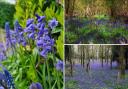 There are plenty of woodland spots in Dorset where you can see bluebells
