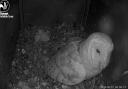 Four owlet chicks have hatched in Weymouth