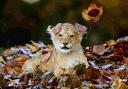 Cute pics of lovely lion cub and antelope