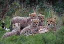 Southern cheetah cubs with their mother Izzy, making their public debut at Port Lympne Wild Animal Park near Ashford, Kent