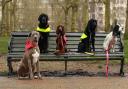 Some of the dog finalists in the Crufts 2014 dog hero competition