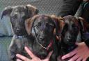 From left, Tom, Teeny and Tiny, who were taken to Margaret Green Animal Rescue after being dumped in East Dorset