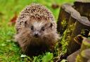 A Dorset resident has lamented the use of paint to keep track of hedgehogs in the county.