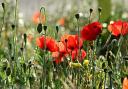 The red poppy is a symbol of remembrance