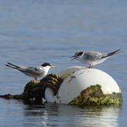 Chesil Beach tern bird - Picture: RSPB Images
