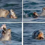 A seal in full delight after catching a fish out in the Newton's Cove area of Weymouth. Picture: Colin Garrett