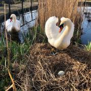 The first egg of 2022 laid at Abbotsbury Swannery