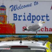 Gull on police car Picture: Graham Hunt/BNPS