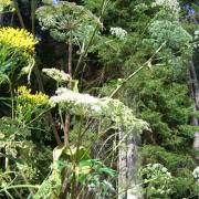 Expert warns children of Giant Hogweed dangers as summer holidays get underway. Picture: Canva