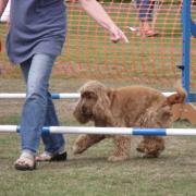 'Follow me.' One canine entrant is coaxed over a jump