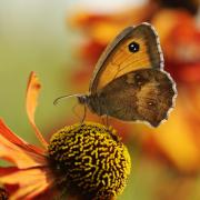 A gatekeeper butterfly Picture: Liam Richardson/Butterfly Conservation/PA