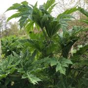Giant hogweed Picture: Property Care Association