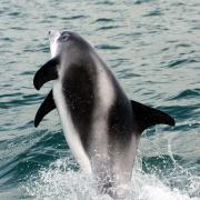 Dolphins frolick in Lyme Bay