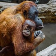 Film showcasing the plight of orangutans comes to Dorset