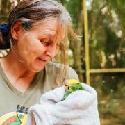 Nicki Buxton started Belize Bird Rescue 20 years ago after moving from Swanage