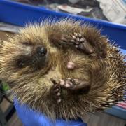 People are being warned to keep hedgehogs in mind this Halloween