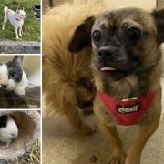 Could you give any of these pets a home in Dorset?