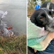 Lillii the dog was rescued after falling 80ft