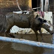Cow rescued from a slurry pit at farm near Wimborne