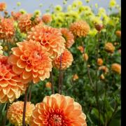 Gardening club invites guest speaker for talk about planting dahlias