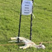 A deceased sheep tied to a post with a poster reading: ‘This is what dogs do to sheep’ has been circulating online.