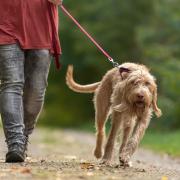 The RSPCA has shared some advice to dog owners to stop them pulling