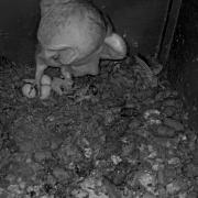 The first owlet of the year has hatched at Lorton Meadows