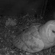 Four owlet chicks have hatched in Weymouth